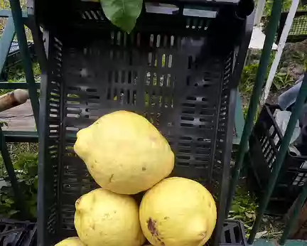 PXL168 Admirez la taille des citrons !